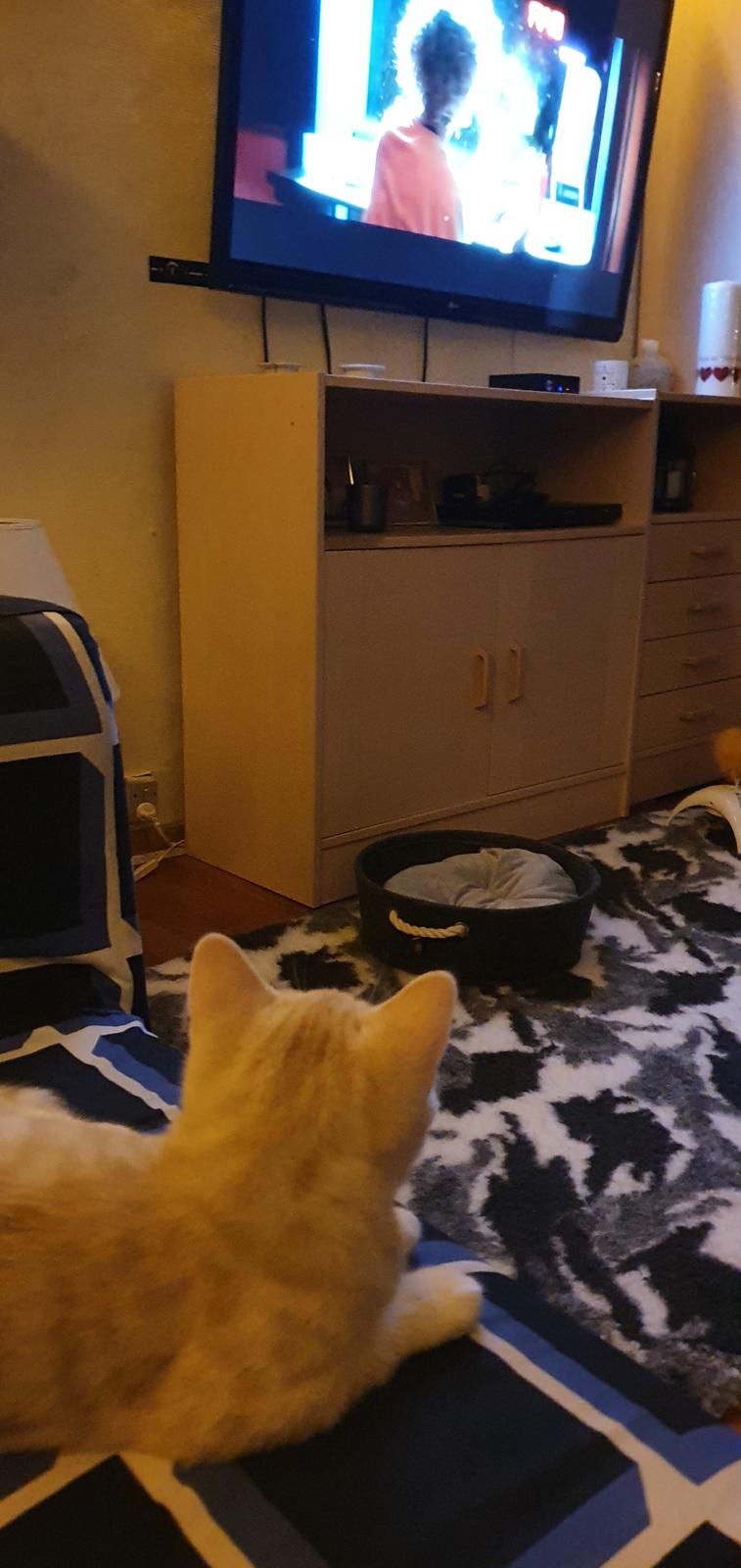 British Shorthair Frei billede 4