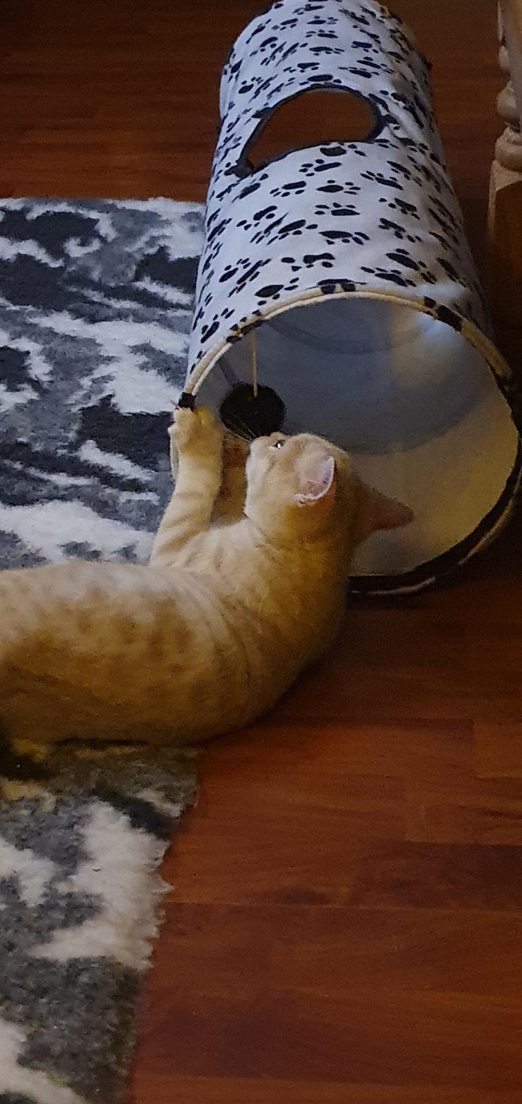 British Shorthair Frei billede 5