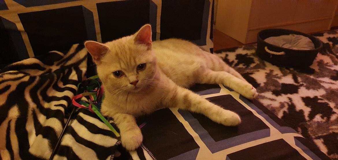 British Shorthair Frei billede 6