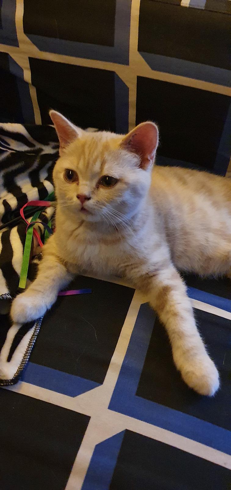 British Shorthair Frei billede 7