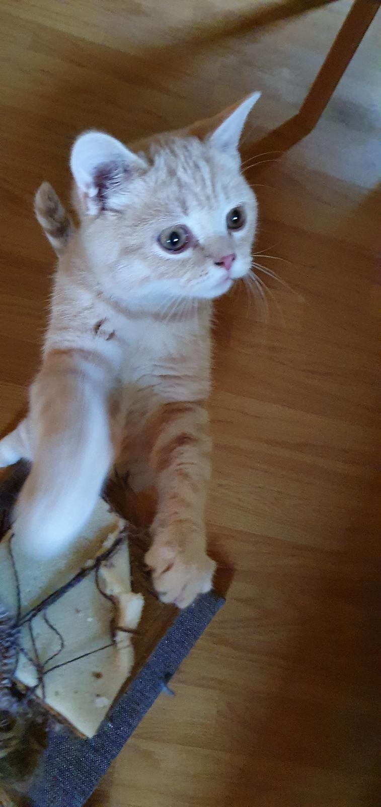 British Shorthair Frei billede 8