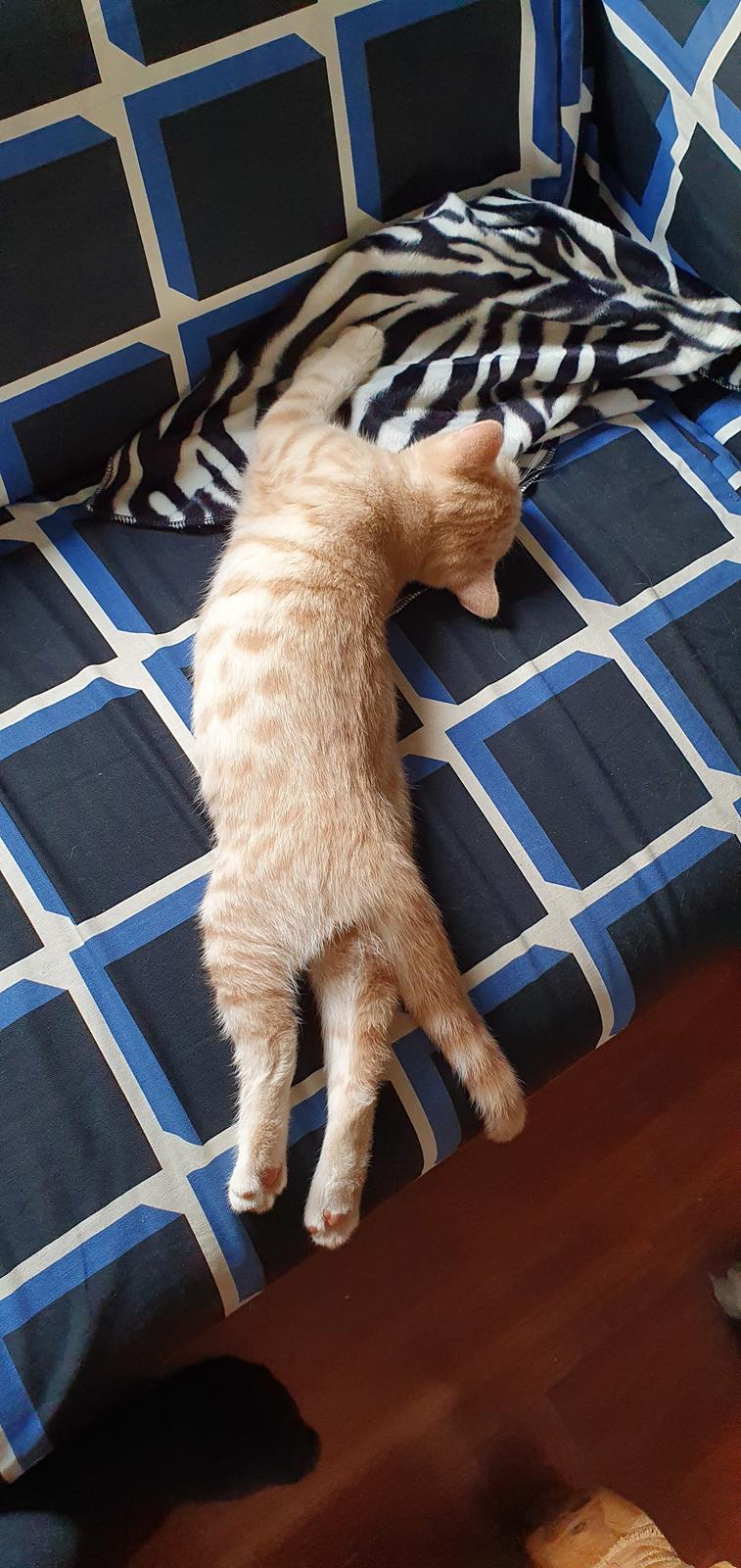 British Shorthair Frei billede 9