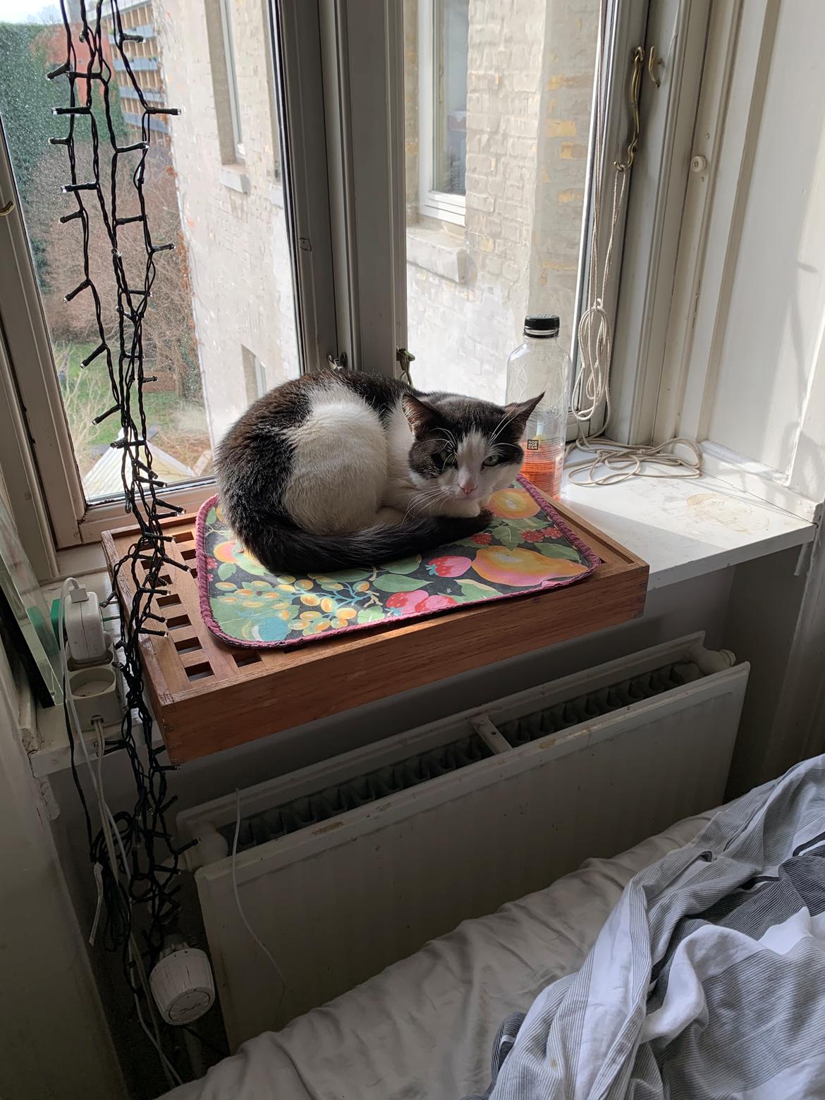 Huskat Nuri tidligere kat billede 4