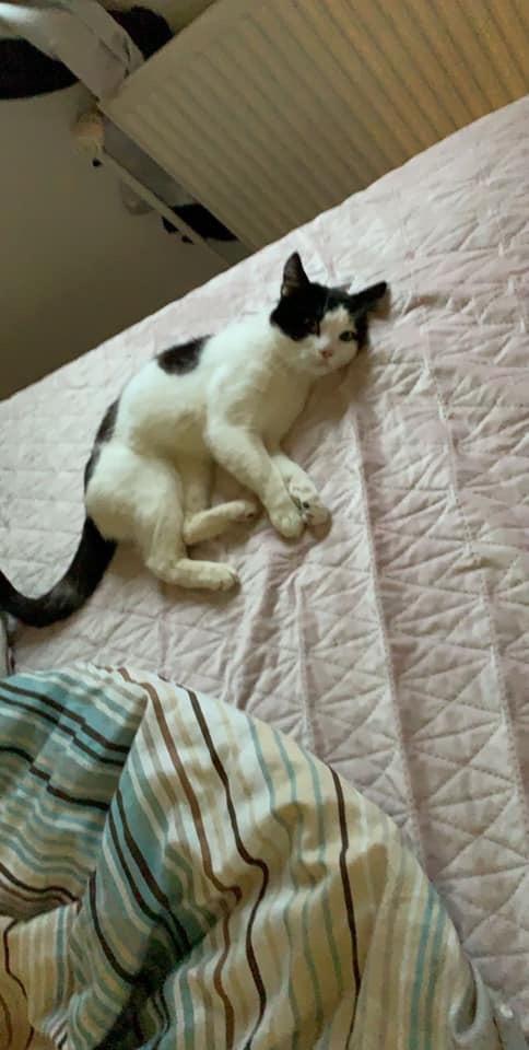 Huskat Nuri tidligere kat billede 2