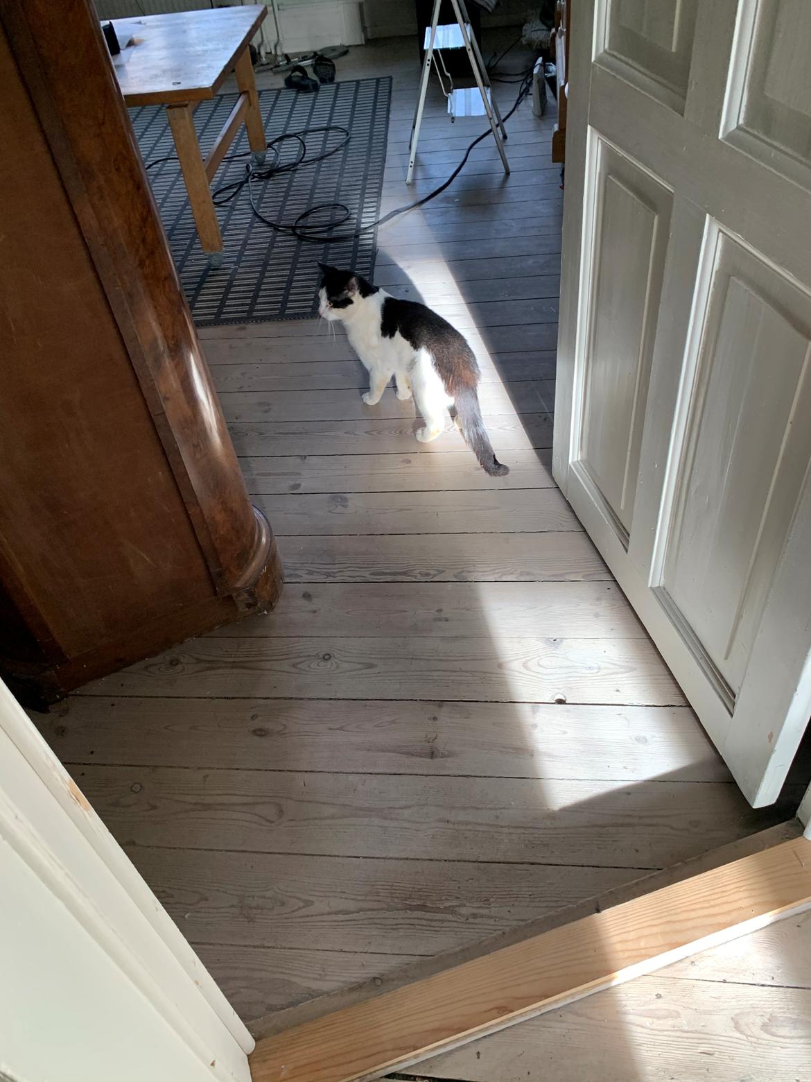 Huskat Nuri tidligere kat billede 7