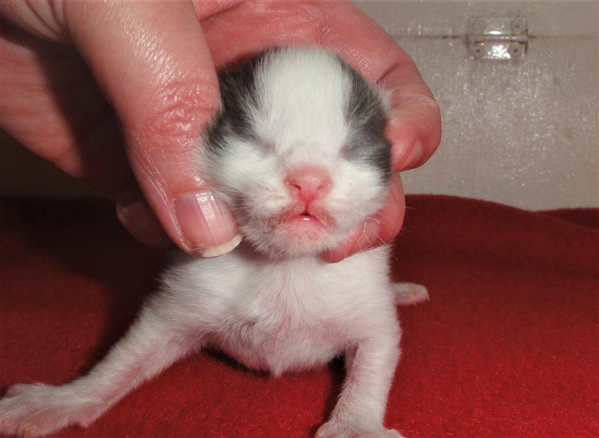 Maine Coon Blackangel's Blue Ghost billede 20