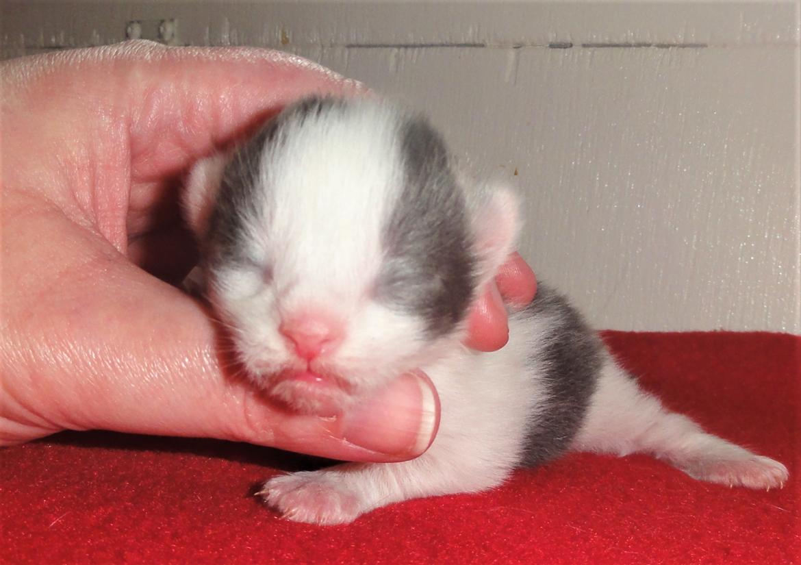 Maine Coon Blackangel's Blue Ghost billede 21