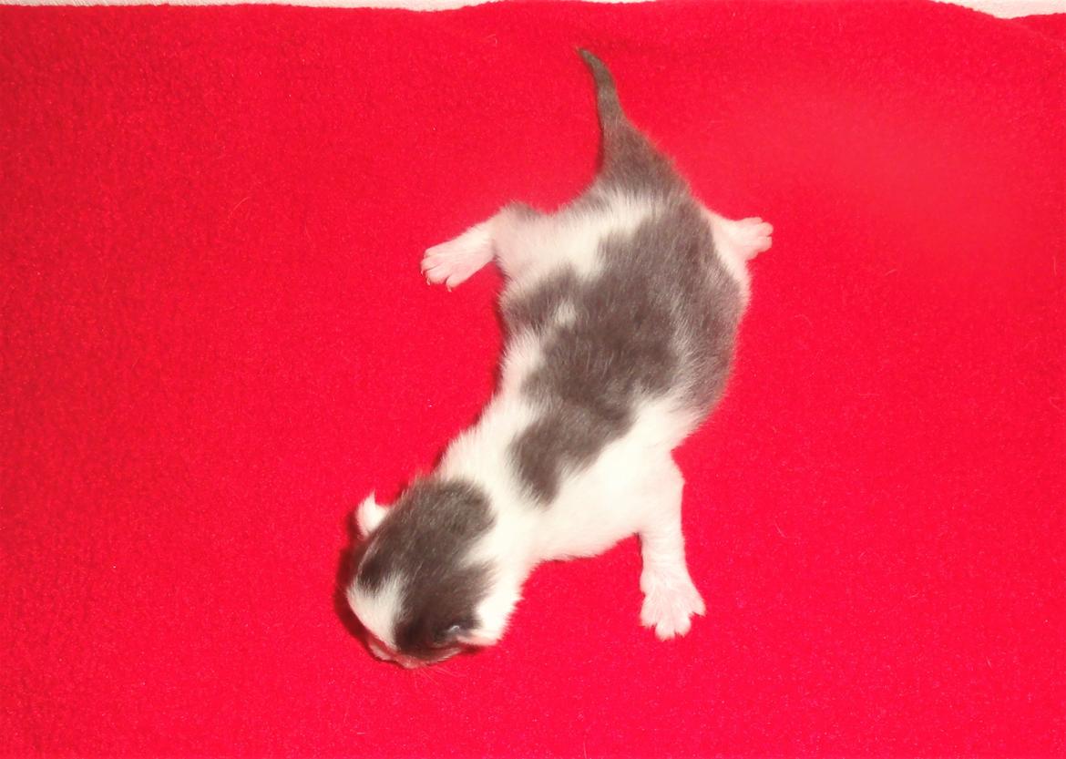 Maine Coon Blackangel's Blue Ghost billede 22