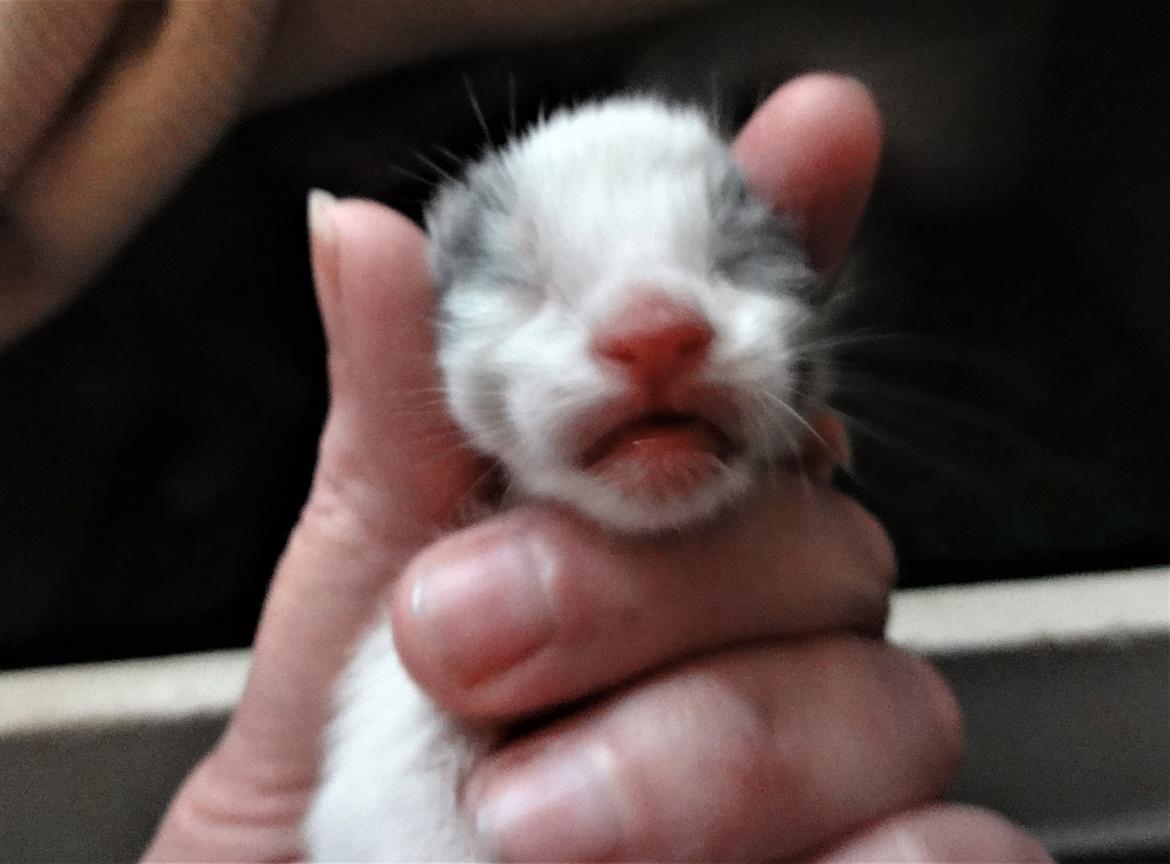 Maine Coon Blackangel's Blue Ghost billede 23