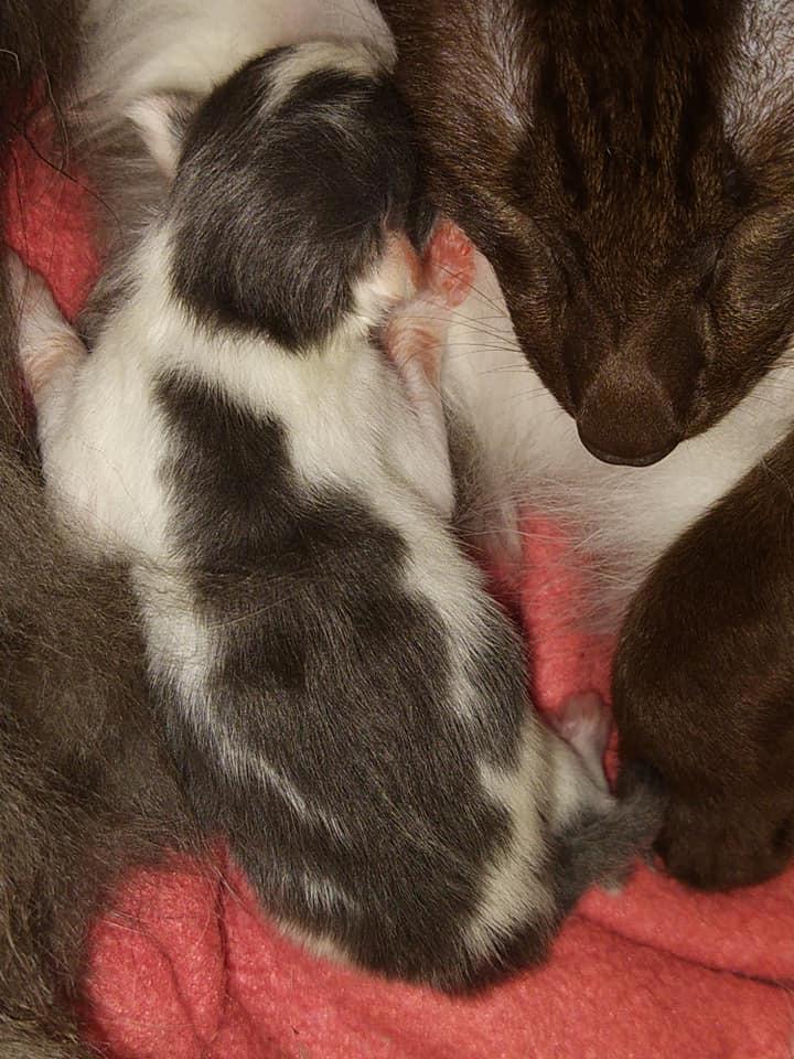 Maine Coon Blackangel's Blue Ghost billede 24