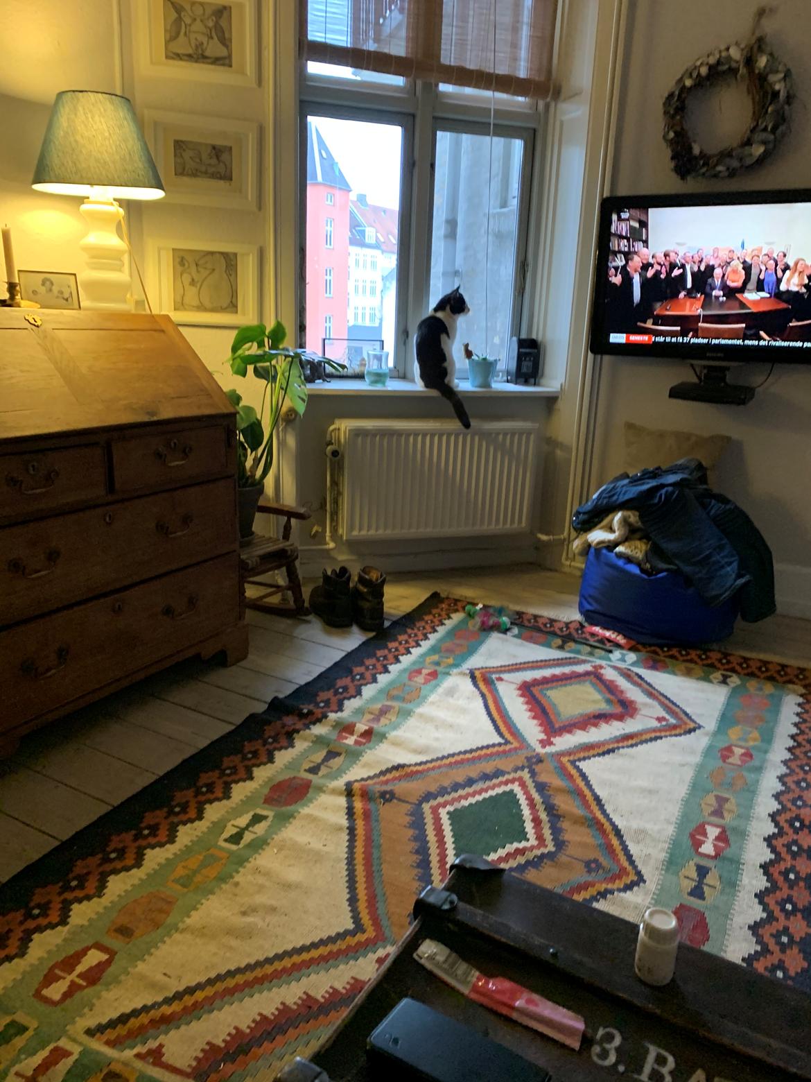 Huskat Nuri tidligere kat billede 10