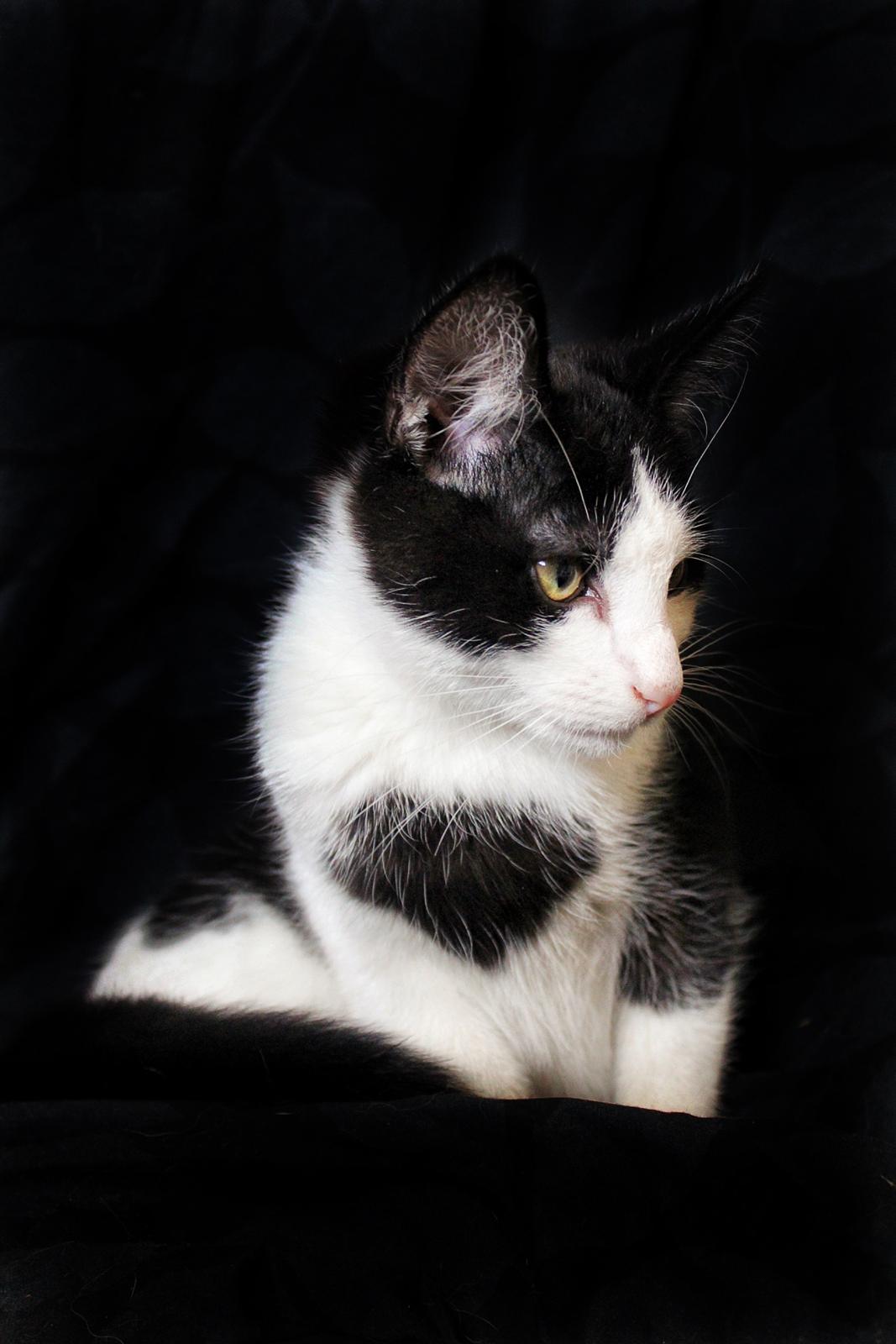 Huskat Armani billede 2