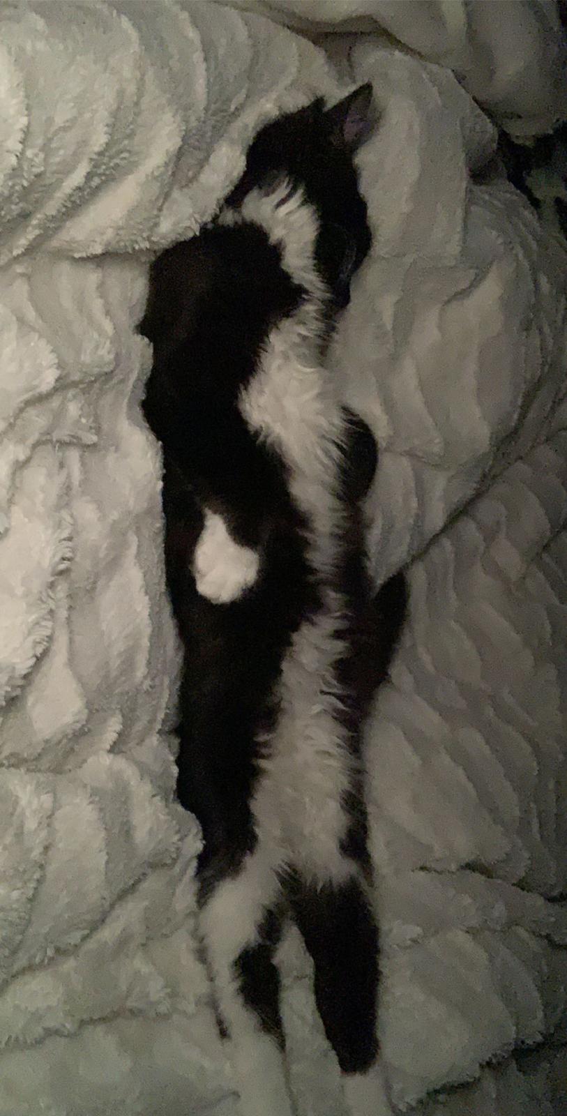 Huskat Sika billede 16