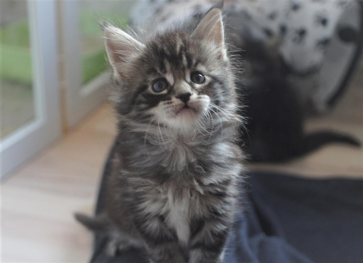 Maine Coon DK Sagaleo's Independence billede 2