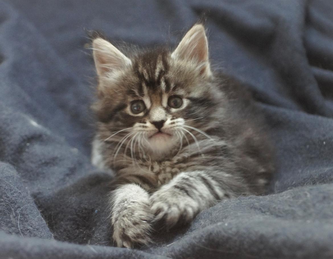 Maine Coon DK Sagaleo's Independence billede 4