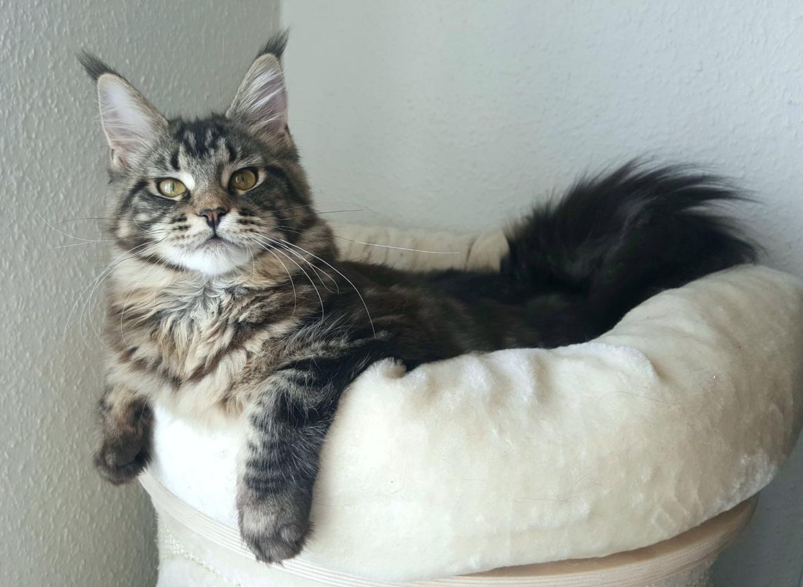 Maine Coon DK Sagaleo's Independence billede 13