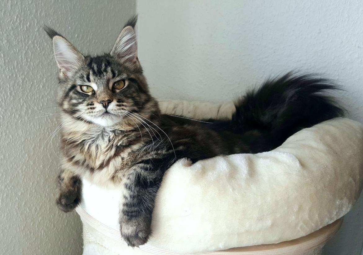 Maine Coon DK Sagaleo's Independence billede 14