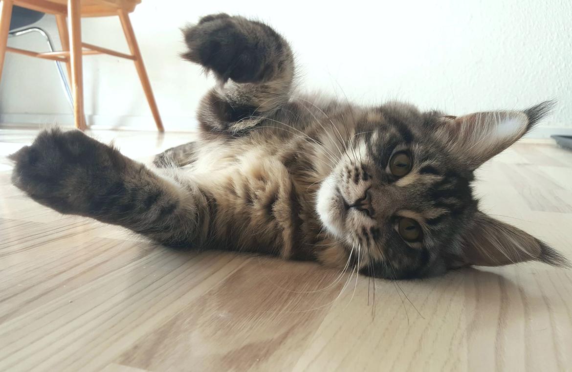 Maine Coon DK Sagaleo's Independence billede 15