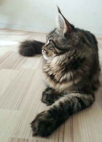 Maine Coon DK Sagaleo's Independence billede 16