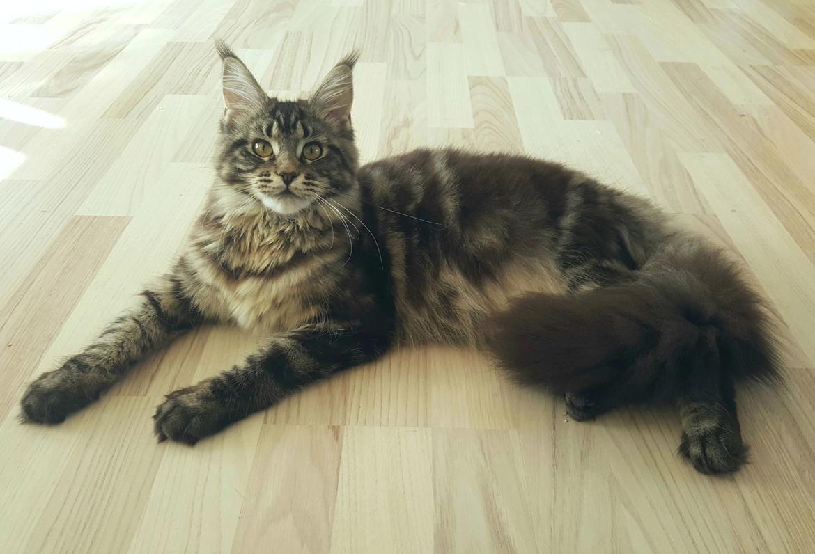 Maine Coon DK Sagaleo's Independence billede 17