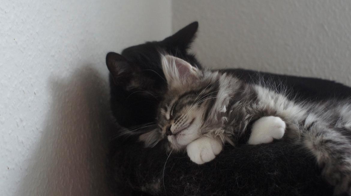 Maine Coon DK Sagaleo's Independence billede 6