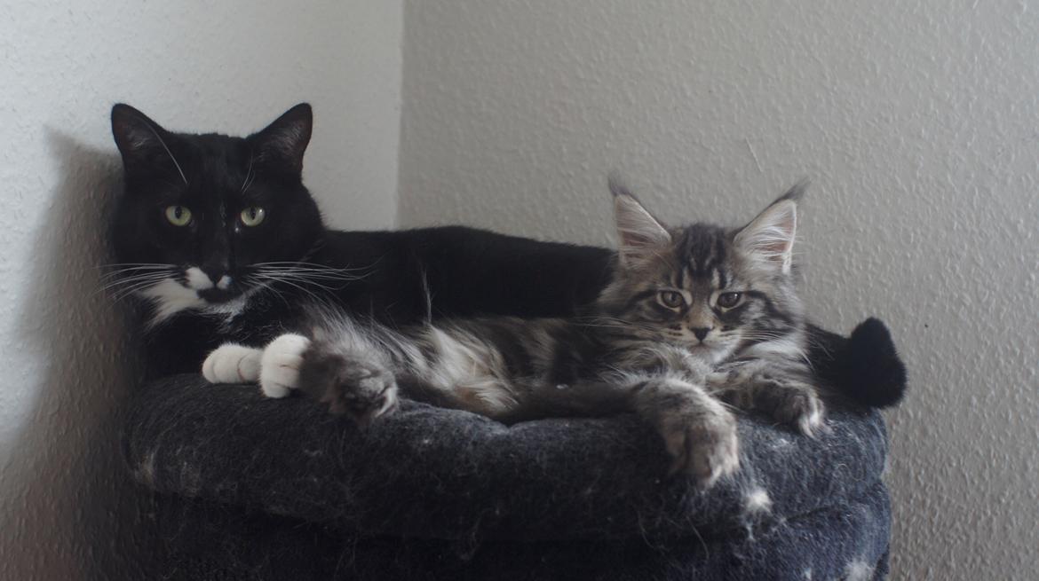 Maine Coon DK Sagaleo's Independence billede 9