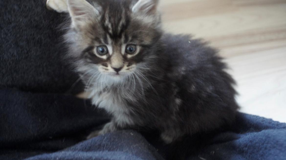 Maine Coon DK Sagaleo's Independence billede 3