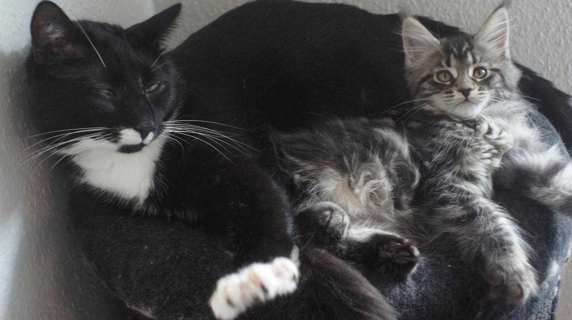 Maine Coon DK Sagaleo's Independence billede 8