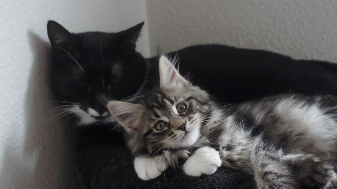 Maine Coon DK Sagaleo's Independence billede 7