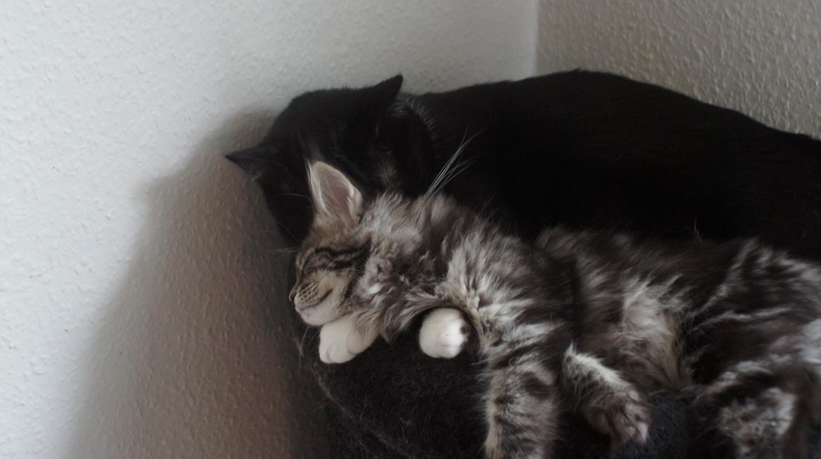 Maine Coon DK Sagaleo's Independence billede 5