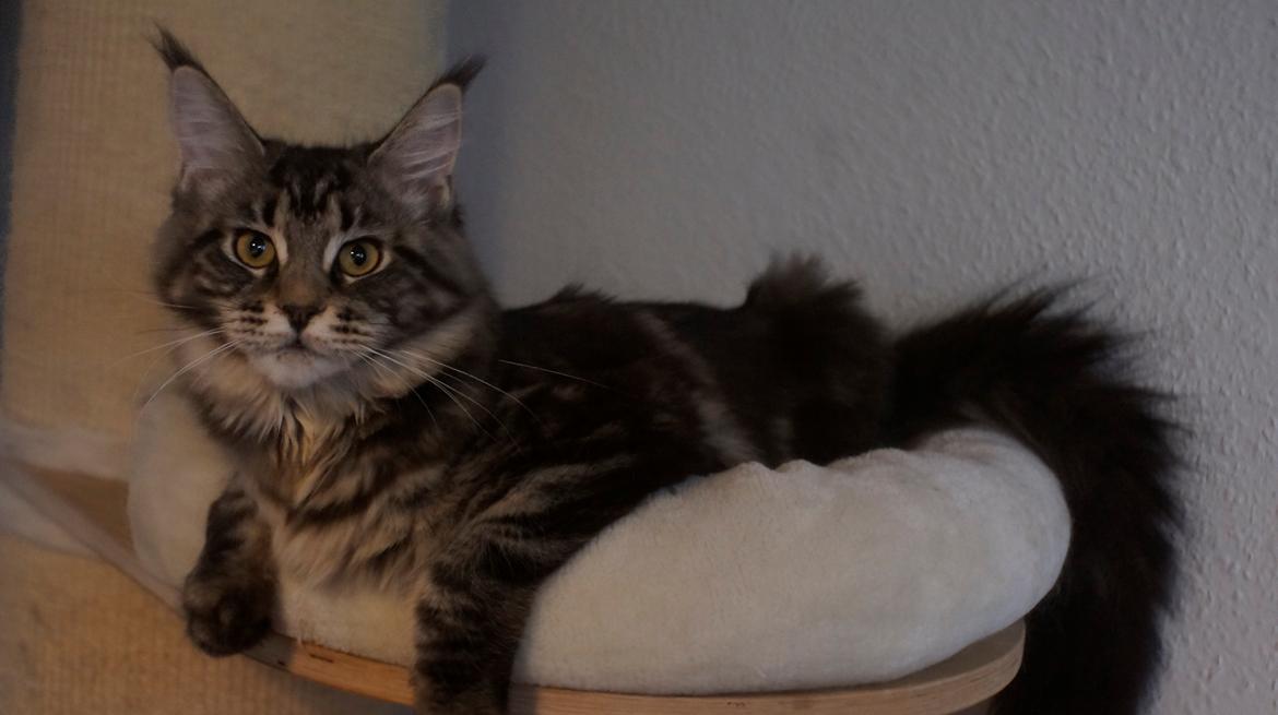 Maine Coon DK Sagaleo's Independence billede 12
