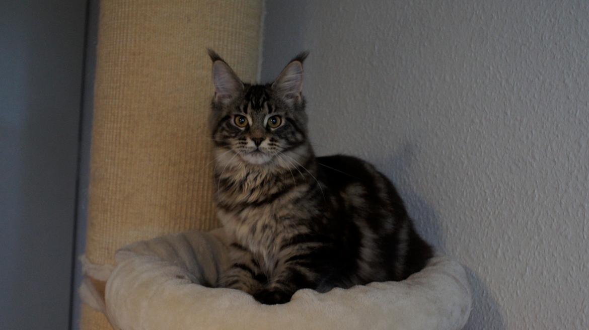 Maine Coon DK Sagaleo's Independence billede 10