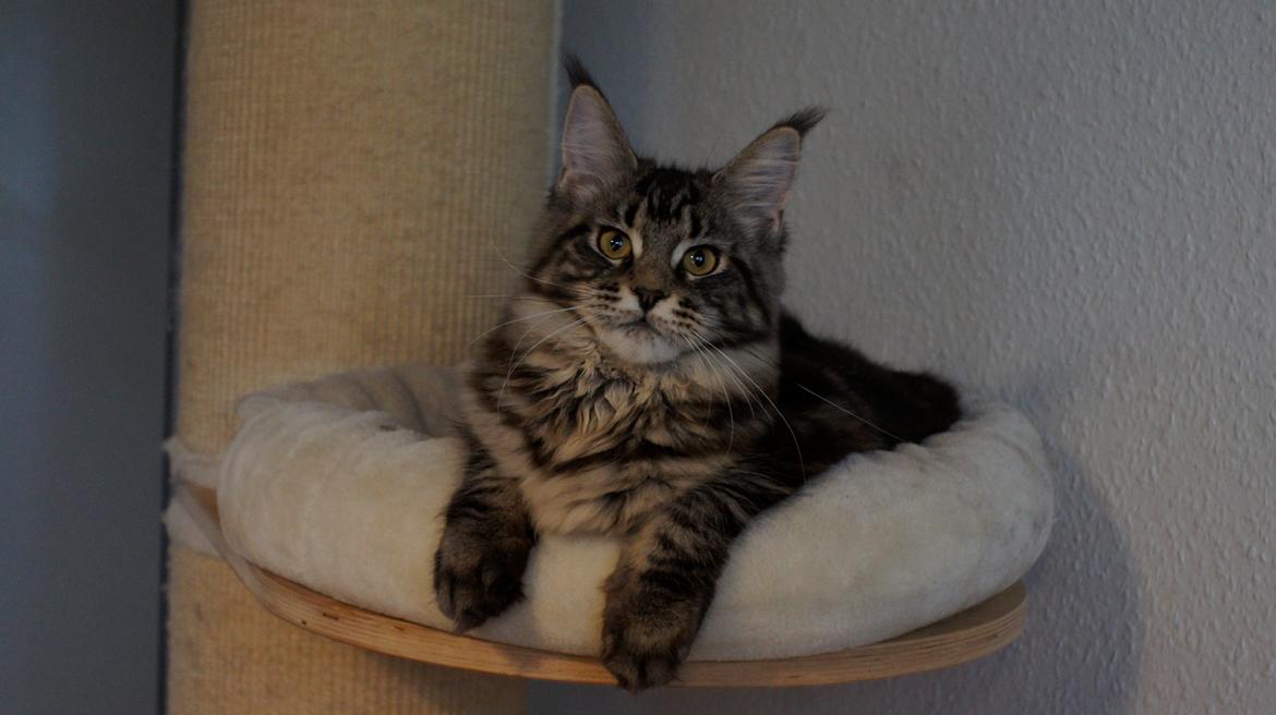Maine Coon DK Sagaleo's Independence billede 11