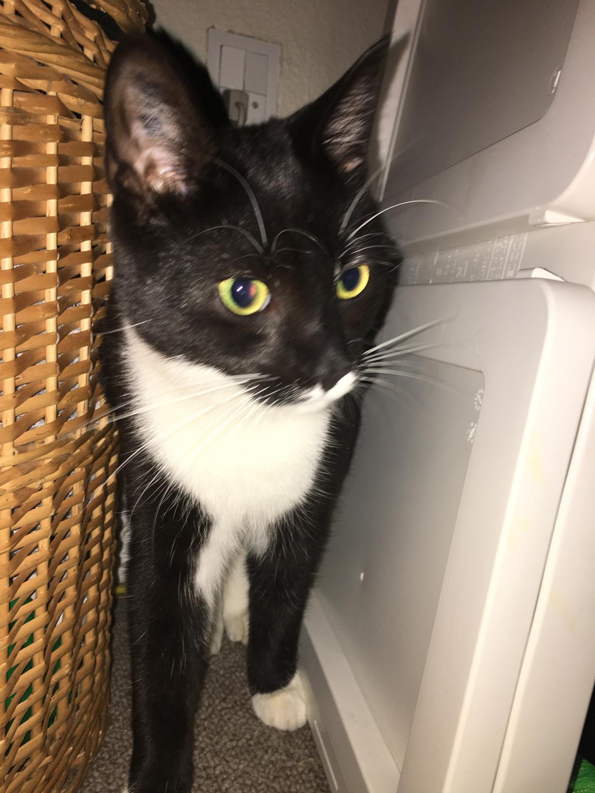 Huskat Frida billede 1