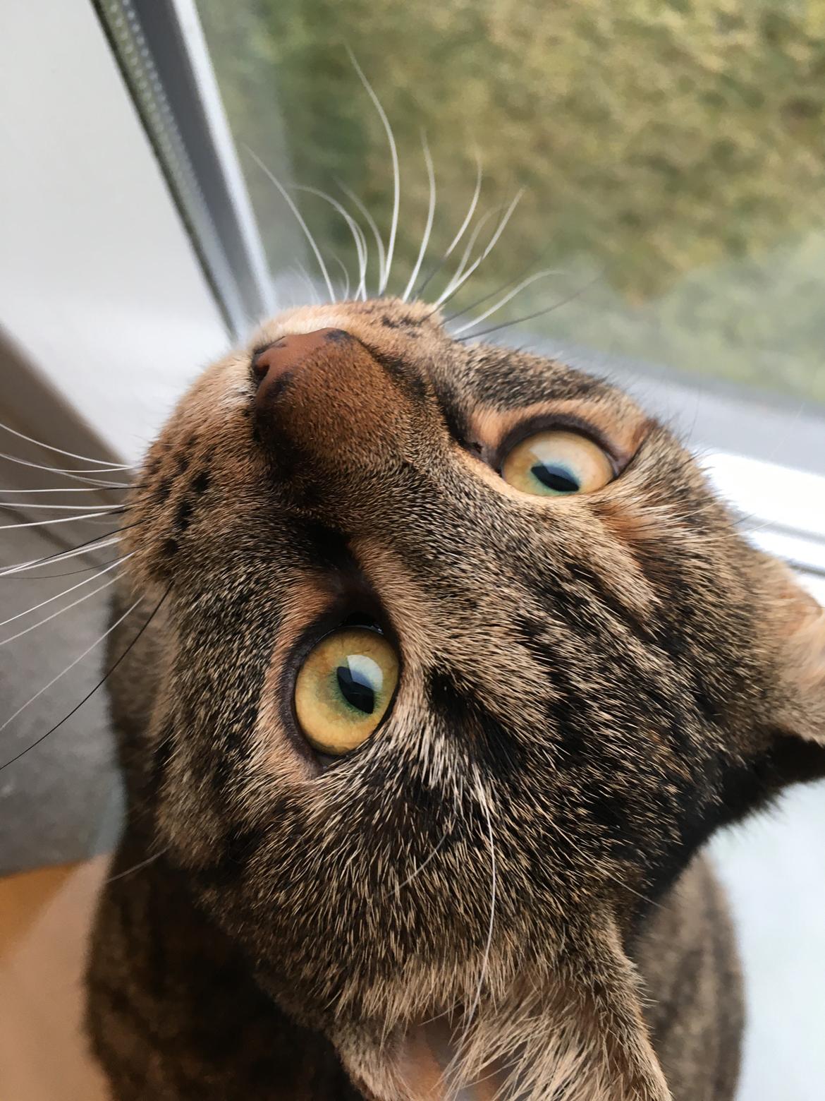 Huskat Molly billede 2