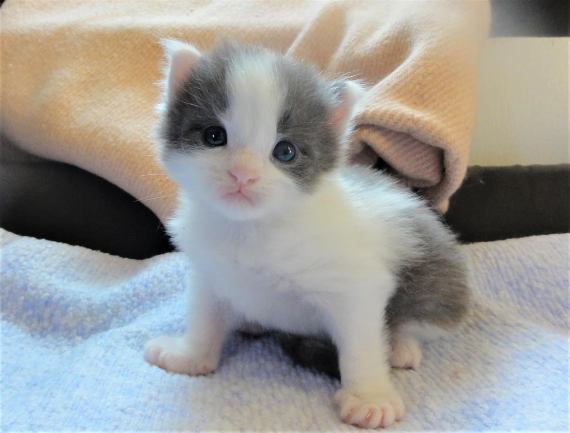 Maine Coon Blackangel's Blue Ghost billede 17