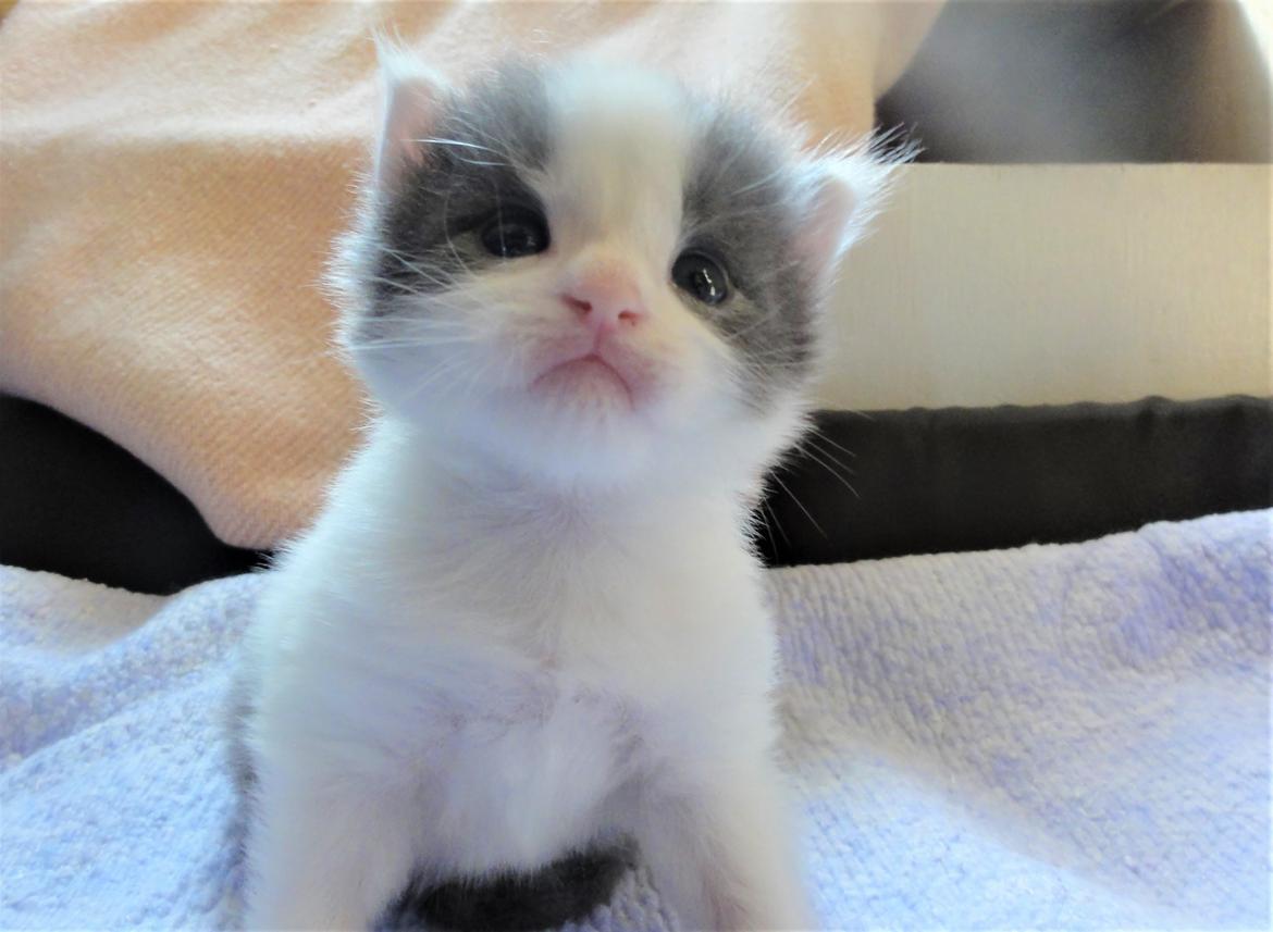 Maine Coon Blackangel's Blue Ghost billede 18