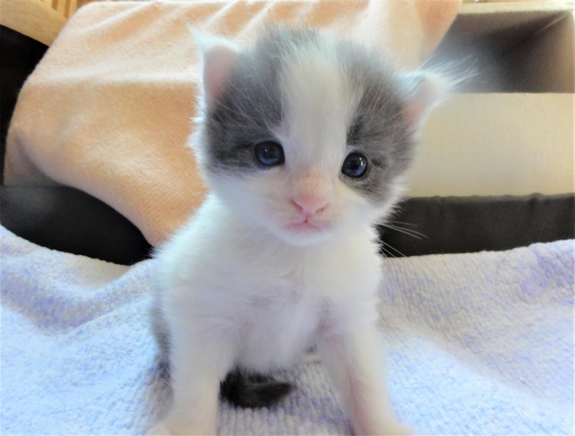 Maine Coon Blackangel's Blue Ghost billede 19