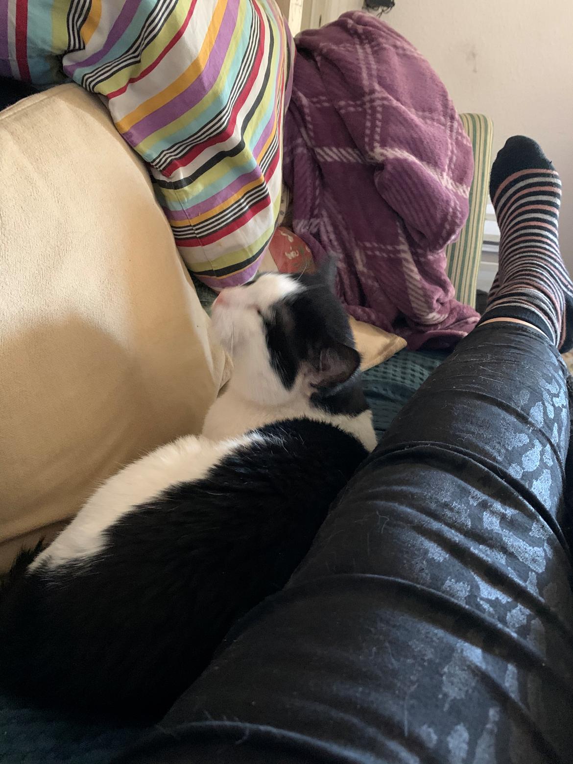 Huskat Nuri tidligere kat billede 15