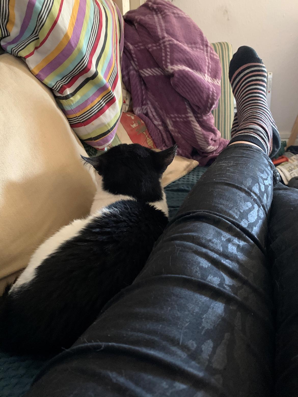 Huskat Nuri tidligere kat billede 16