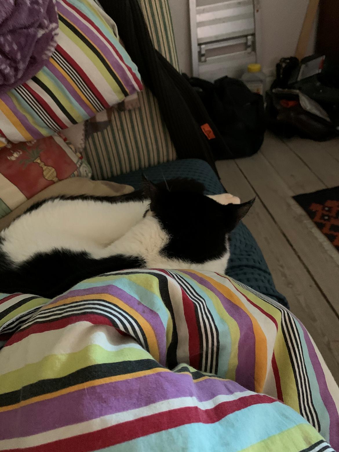 Huskat Nuri tidligere kat billede 17