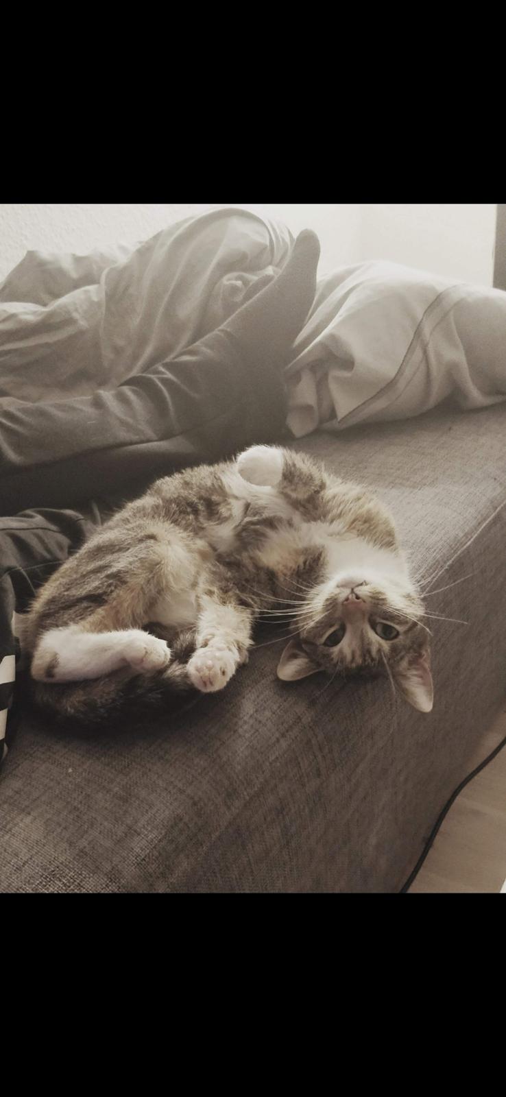 Huskat Marley billede 3