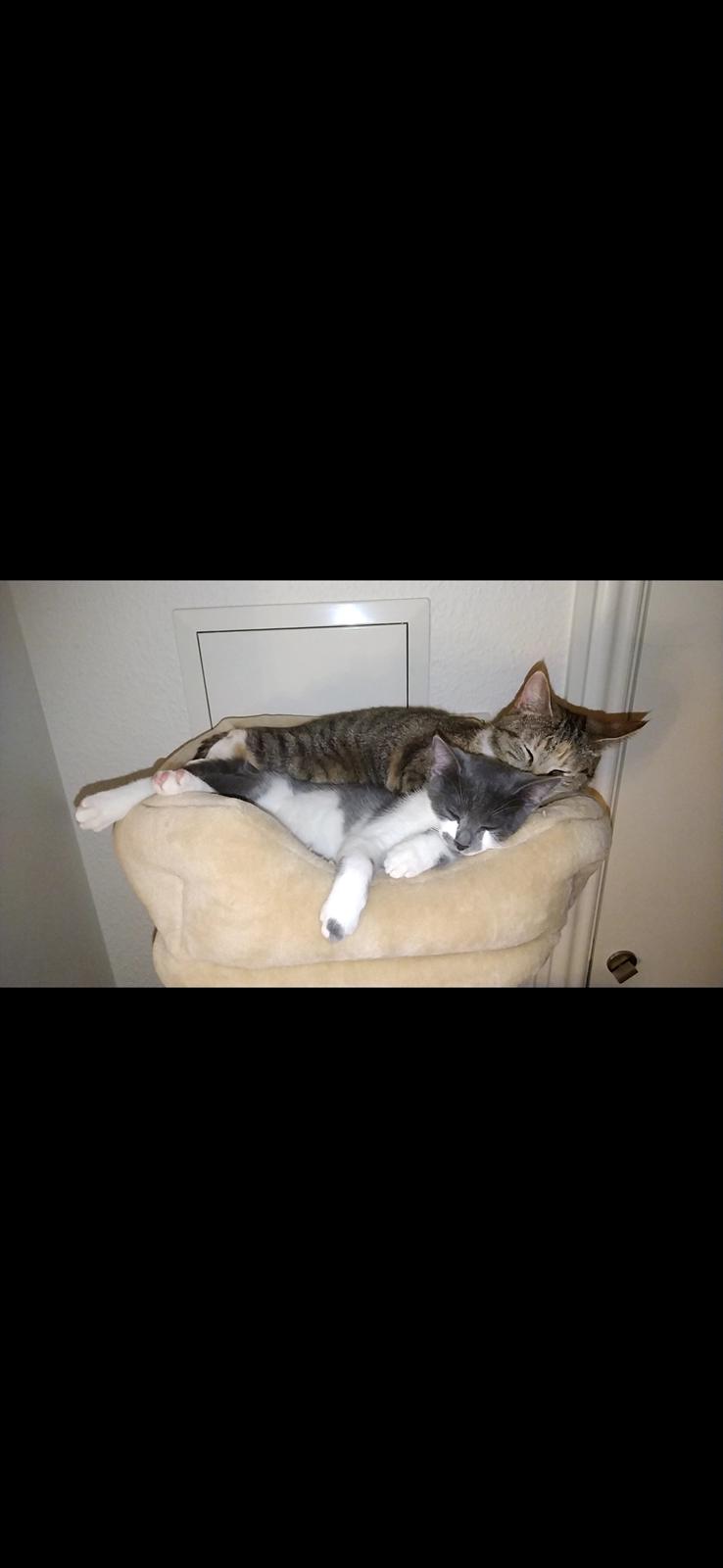 Huskat Marley billede 4