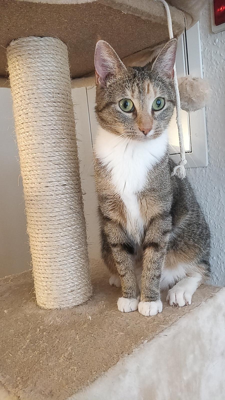 Huskat Marley billede 5