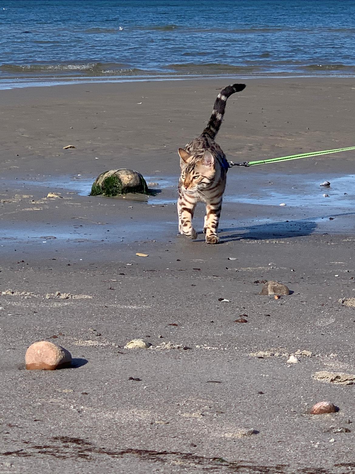 Bengal Amberheart Lumiére  billede 2