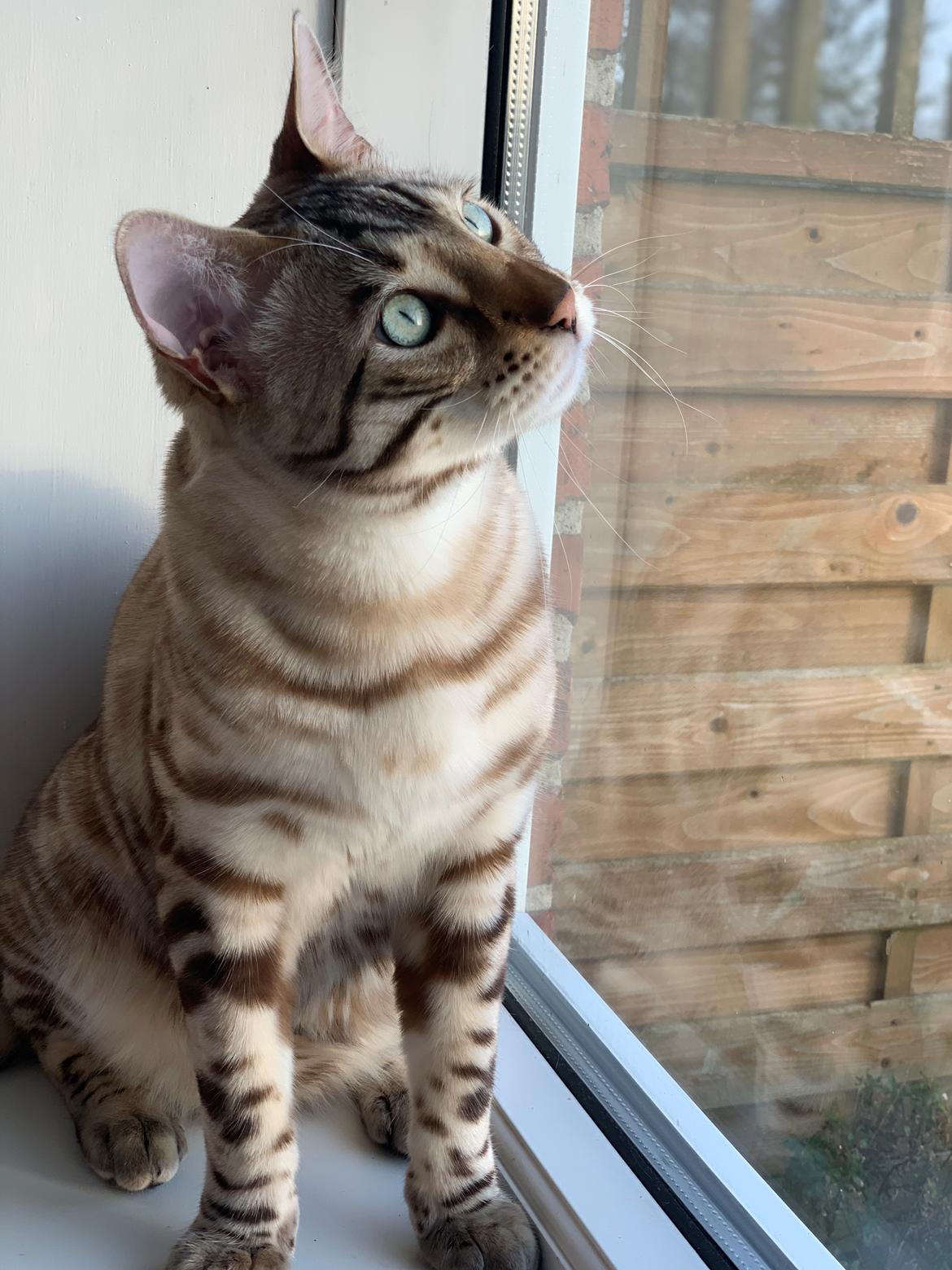 Bengal Amberheart Lumiére  billede 4