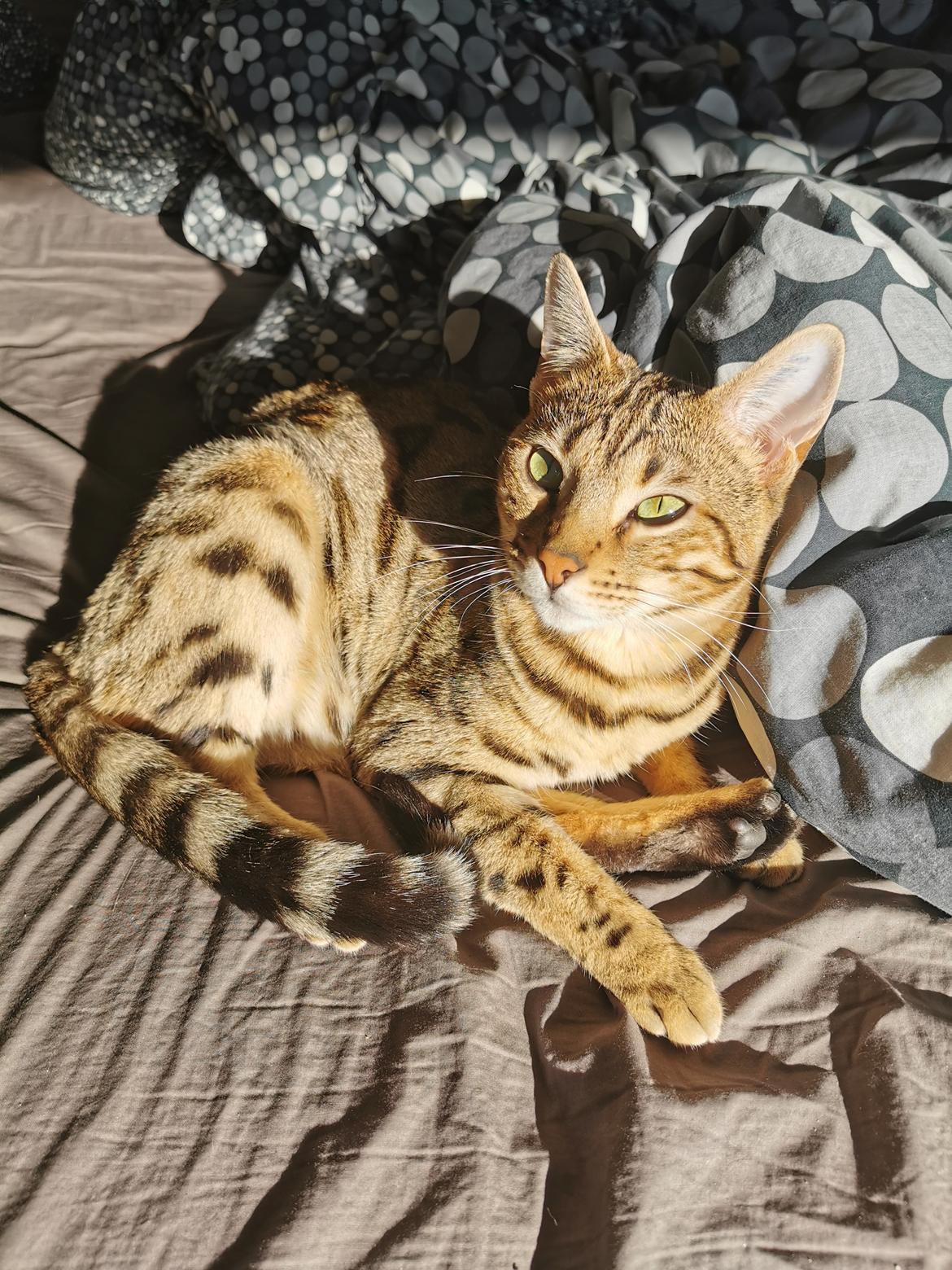 Bengal Piramocats Aya billede 7