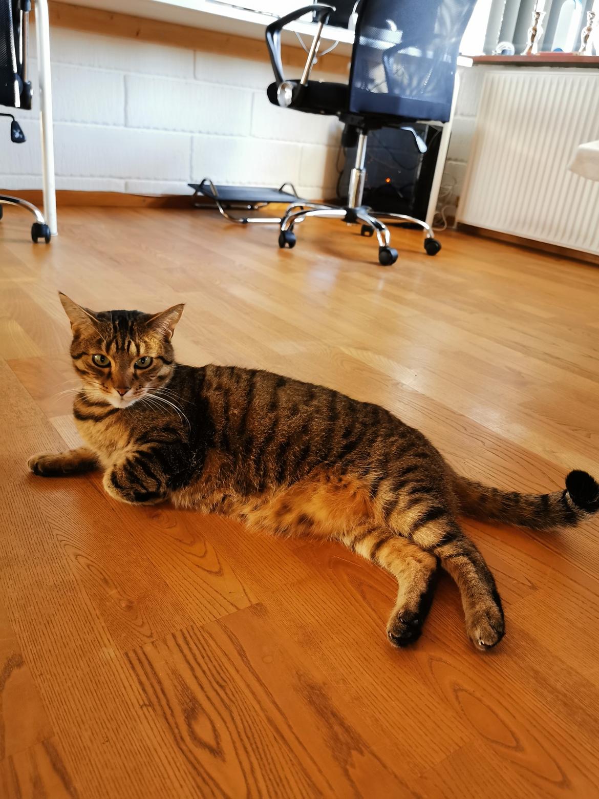 Blanding af racer Eddie R.I.P ;,( billede 1