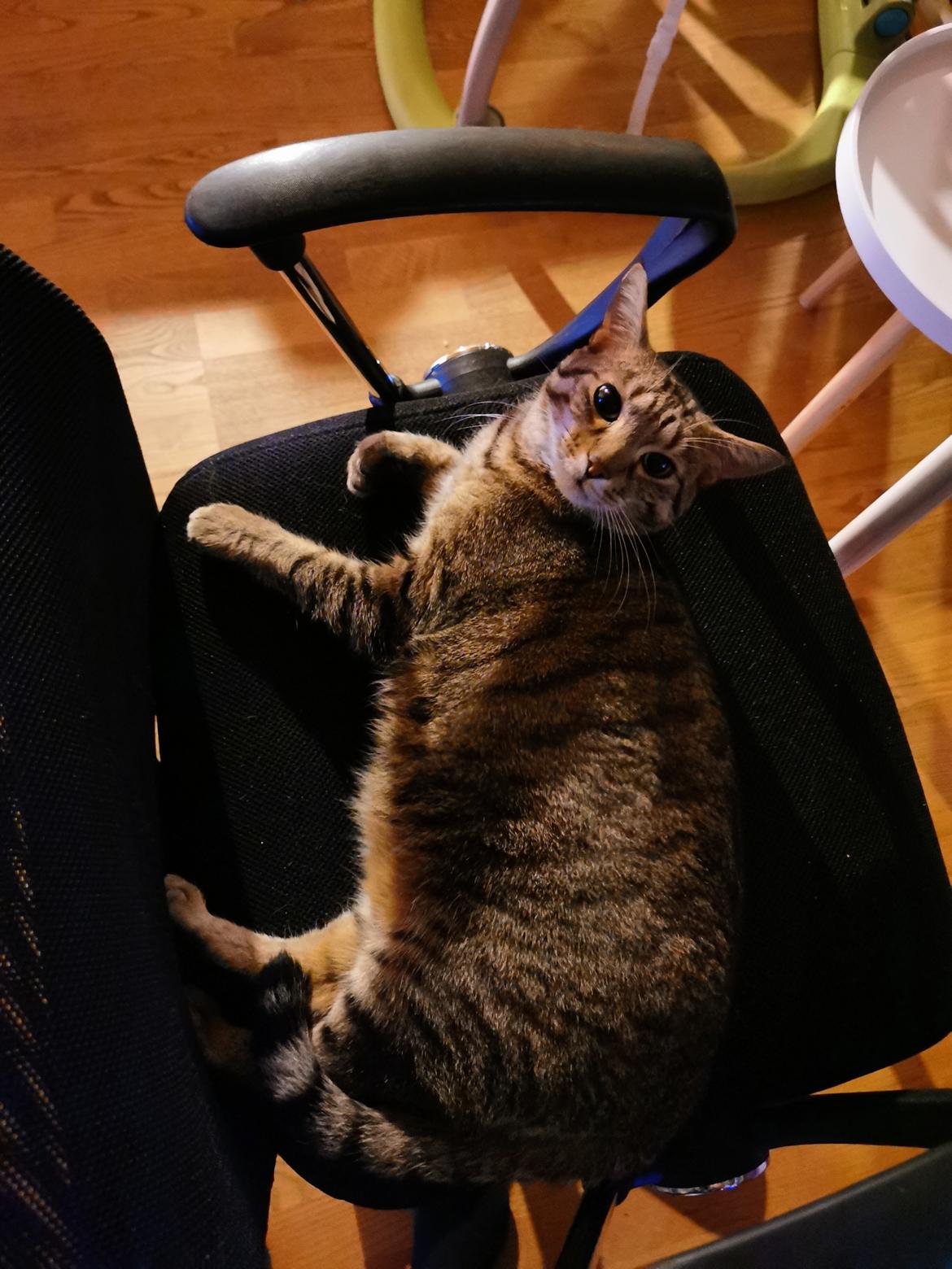 Blanding af racer Eddie R.I.P ;,( billede 2