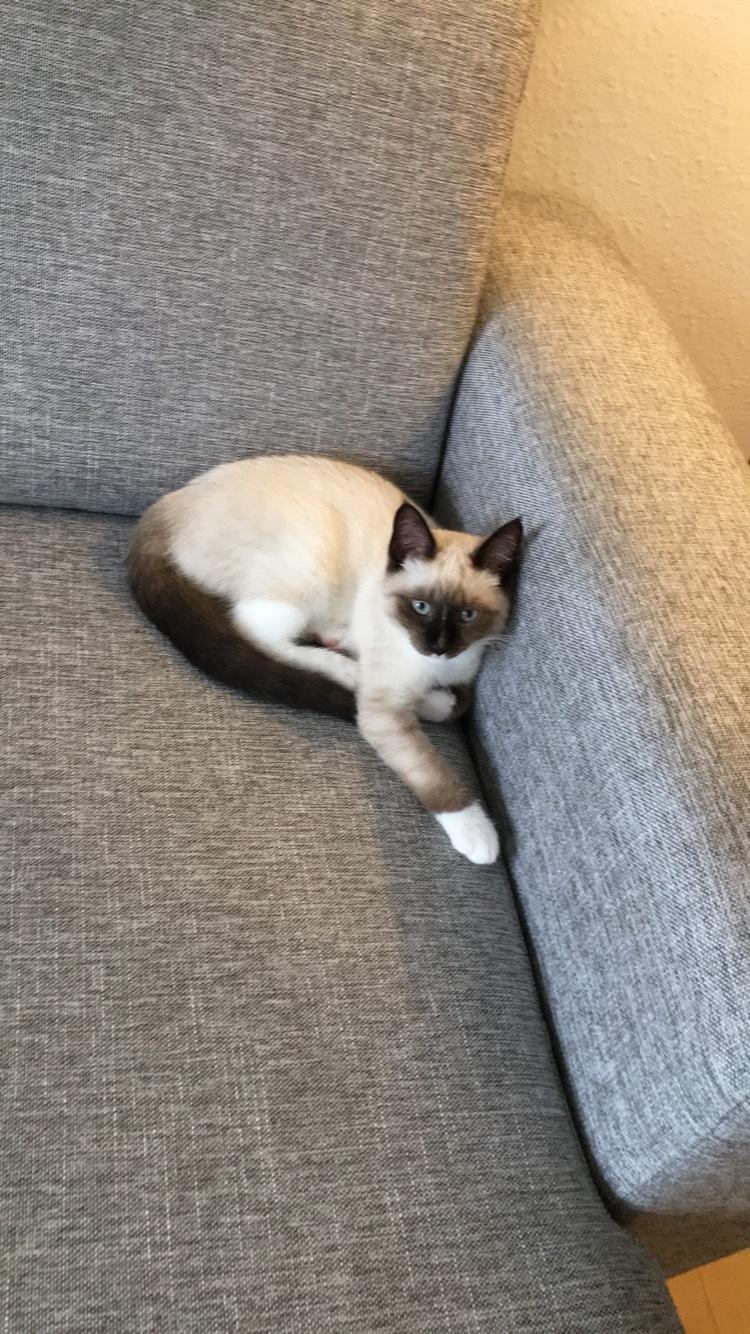 Blanding af racer Lilo billede 1